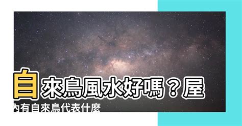 自來鳥風水|【自來鳥 風水】自來鳥風水好嗎？屋內有自來鳥代表什麼？